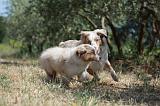 BERGER AUSTRALIEN - ADULT & PUPPY 133